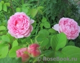 Constance Spry Constance Spry