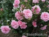 Home & Garden Home & Garden
