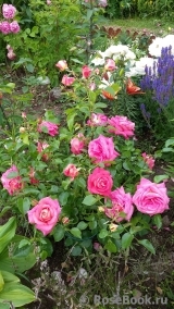 Sommersonne Sommersonne