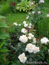 Pride and Prejudice Pride and Prejudice