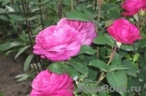 Heidi Klum Rose Heidi Klum Rose