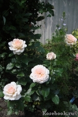 Chandos Beauty Chandos Beauty