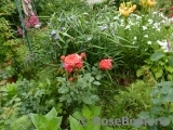 Midsummer Midsummer