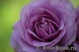 Lavender Ice Lavender Ice