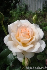 Chandos Beauty Chandos Beauty