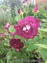 Burgundy Ice Burgundy Ice