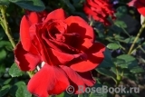 Grande Amore Grande Amore
