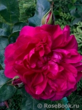 Darcey Bussell Darcey Bussell