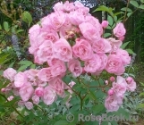 Heavenly Pink Heavenly Pink