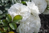 White Meidiland White Meidiland