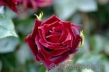 Perle Noire Perle Noire