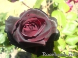 Perle Noire Perle Noire
