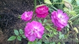Lavender Peace Lavender Peace