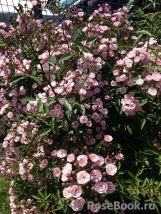 Heavenly Pink Heavenly Pink