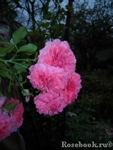 Rosarium Uetersen Rosarium Uetersen