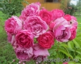 Pink Floriland Pink Floriland