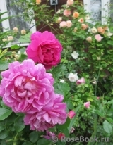 Princess Anne Princess Anne