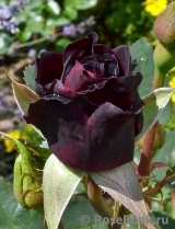 Black Baccara Black Baccara