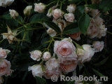 Ginger Syllabub Ginger Syllabub