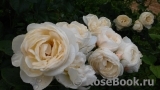Uetersener Klosterrose Uetersener Klosterrose