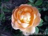 Lady of Shalott Lady of Shalott