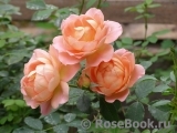 Lady of Shalott Lady of Shalott