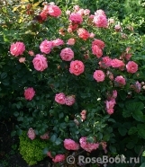 Sommersonne Sommersonne