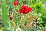 Austriana ® Austriana ®