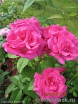 Zephirine Drouhin Zephirine Drouhin