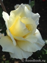 White Licorice White Licorice