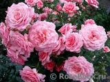 Tickled Pink Tickled Pink