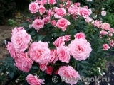 Tickled Pink Tickled Pink
