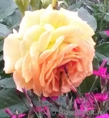 Goldelse Goldelse