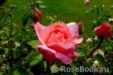 Rosemary Harkness Rosemary Harkness