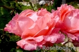 Rosemary Harkness Rosemary Harkness