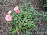 Bluhendes Barock Bluhendes Barock