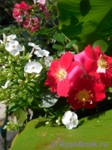 Candia Meillandecor Candia Meillandecor