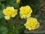 Friesia Friesia