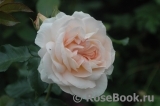 Marie Antoinette Marie Antoinette
