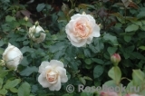 Marie Antoinette Marie Antoinette