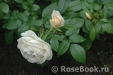 Lions Rose Lions Rose