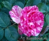 Pink Intuition Pink Intuition