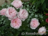 Antique Rose Antique Rose