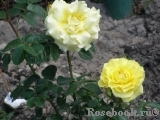 Friesia Friesia