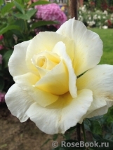 White Licorice White Licorice