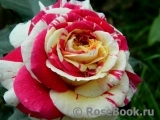 Vanille Fraise ® Vanille Fraise ®