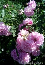 Lavender Lassie Lavender Lassie
