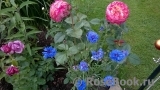 Kordes’ Jubilee Kordes’ Jubilee
