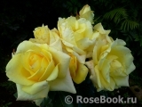 Wainwright Rose, The Wainwright Rose, The