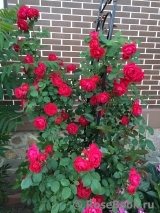 Paul's Scarlet Climber Paul's Scarlet Climber